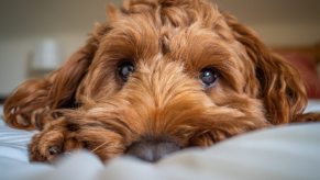 Blonde poodle cross puppy lying on a bed.