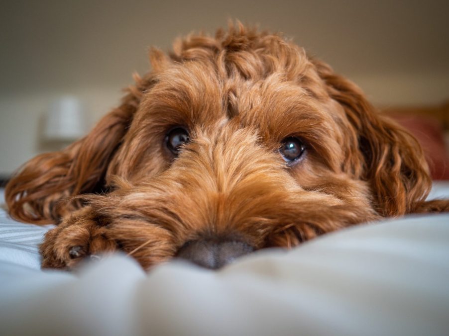 Blonde poodle cross puppy lying on a bed.