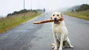 Stray yellow lab sitting on an empty road with a stick in his mouth.