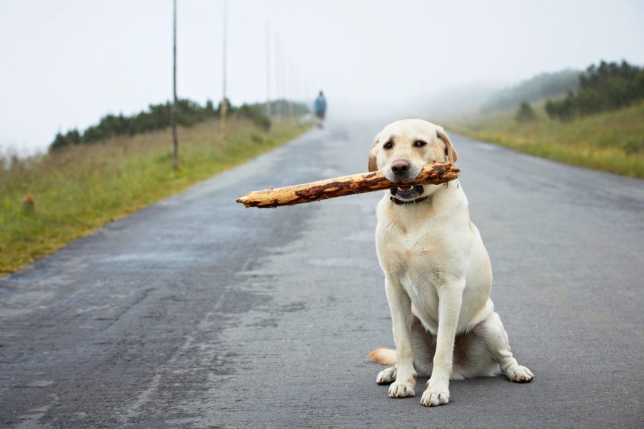 Stray yellow lab sitting on an empty road with a stick in his mouth.