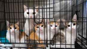 Animal shelter cat with kittens in a black cage