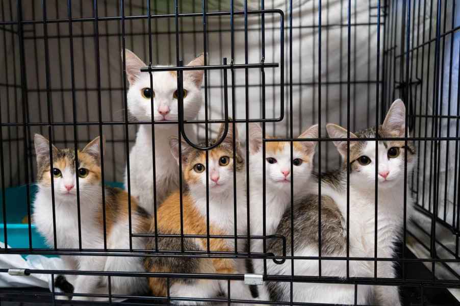 Animal shelter cat with kittens in a black cage