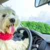 A white furry dog sitting in the driver's seat of a car with paws on steering wheel in 2012 the SPCA trained three dogs to drive a car