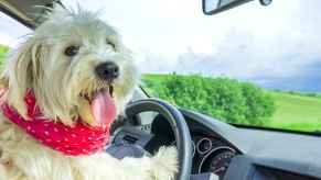 A white furry dog sitting in the driver's seat of a car with paws on steering wheel in 2012 the SPCA trained three dogs to drive a car