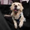 A Labrador laying inside a car interior smiling a car detailer recommends pumice stone to remove pet hair from vehicle interiors