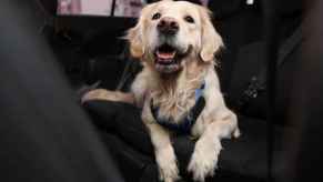 A Labrador laying inside a car interior smiling a car detailer recommends pumice stone to remove pet hair from vehicle interiors