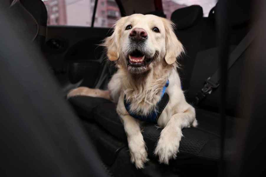 A Labrador laying inside a car interior smiling a car detailer recommends pumice stone to remove pet hair from vehicle interiors