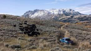 A Rivian R1T, a truck with an IIHS Top Safety Pick + rating, climbs a hill.