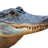 The head of an American alligator, in front of a white backdrop.