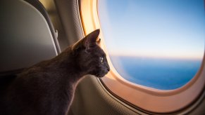 Black cat stares out window of airplane.