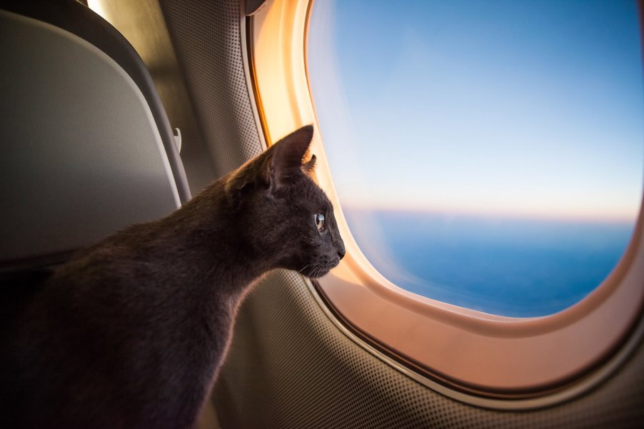 Black cat stares out window of airplane.