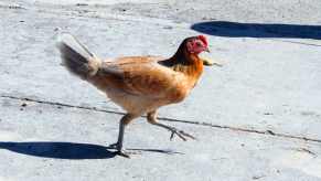 Golden brown chicken on pavement.