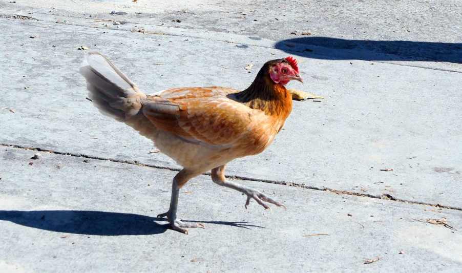 Golden brown chicken on pavement.