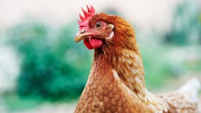 Head of a brown chicken, standing in front of a natural green outdoor background.