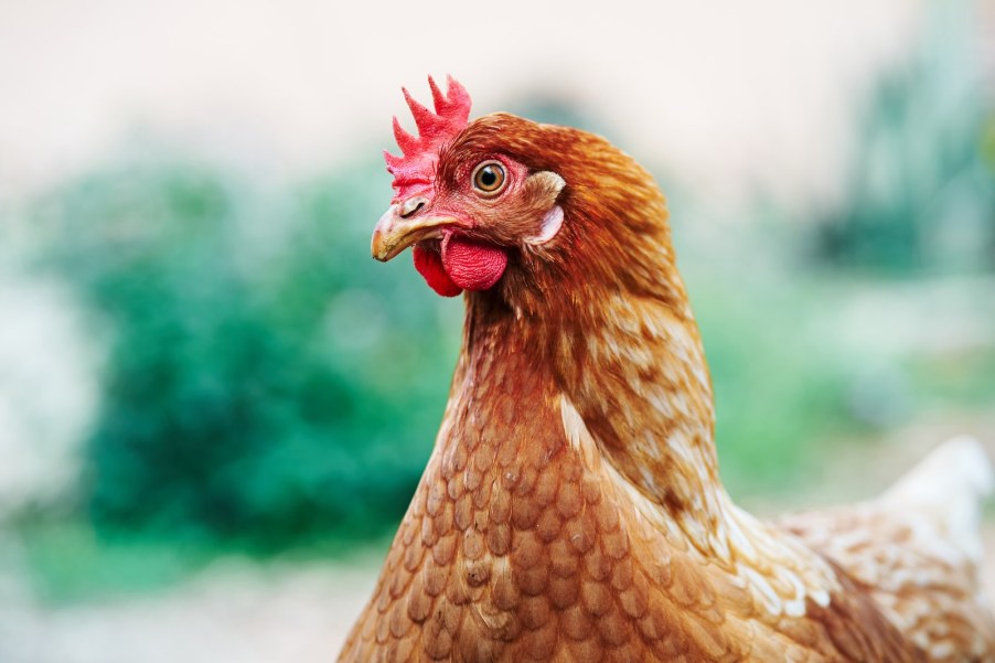 Head of a brown chicken, standing in front of a natural green outdoor background.