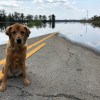 A dog on the road near flood waters