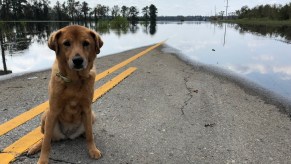 A dog on the road near flood waters