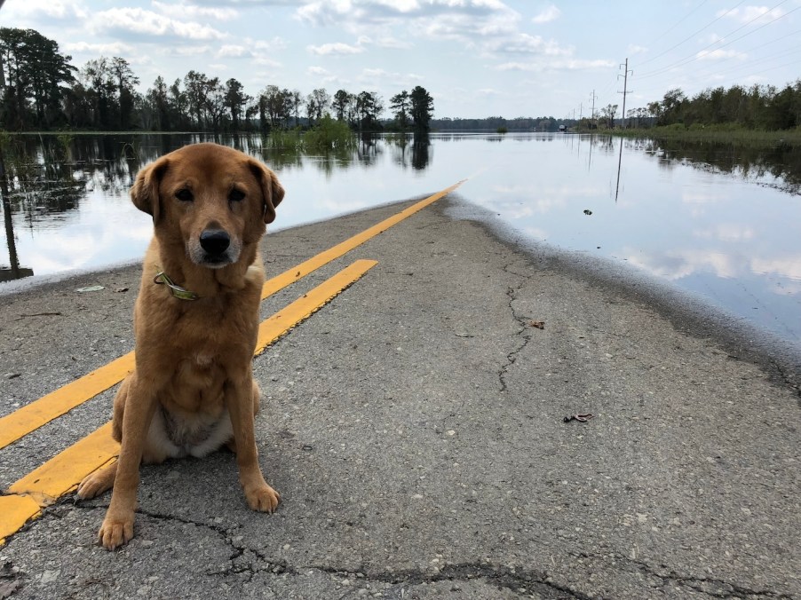 A dog on the road near flood waters