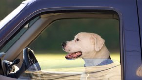 White dog sitting in the front seat of a black truck, behind the steering wheel