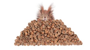 Squirrel sits on a pile of nuts, in front of a white background.