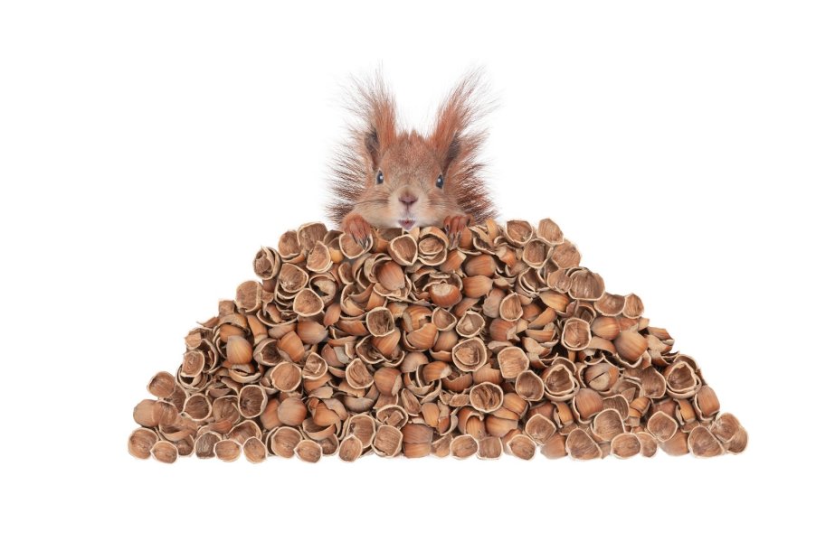 Squirrel sits on a pile of nuts, in front of a white background.