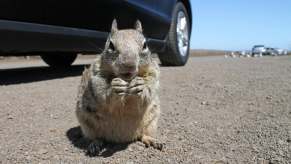 Gray squirrel sits in front of a car