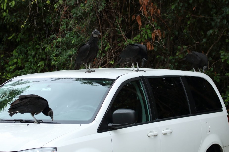 A flock of turkey vulture birds destroys a white car.