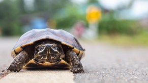 Turtle on the lines on a road, green plants visible in the background