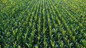 A cornfield in aerial view from a drone