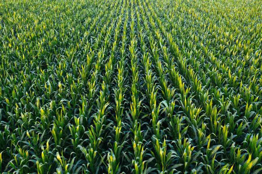 A cornfield in aerial view from a drone