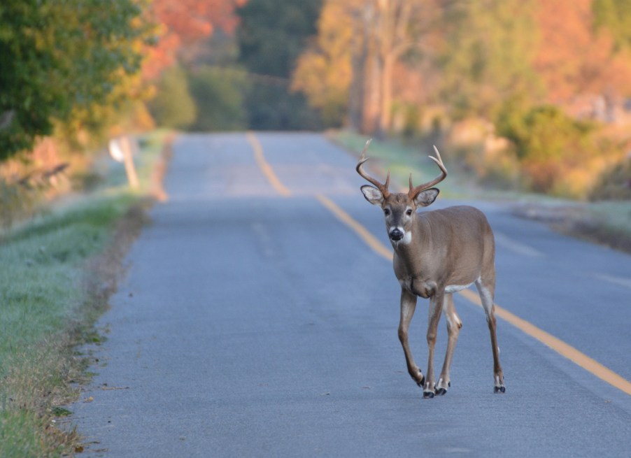 A deer crossing the street