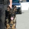 K9 police dog with officer in close view cruiser in background