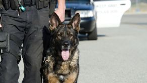 K9 police dog with officer in close view cruiser in background