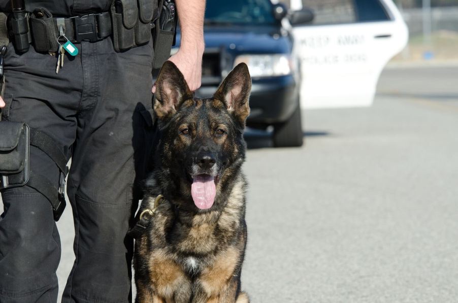 K9 police dog with officer in close view cruiser in background