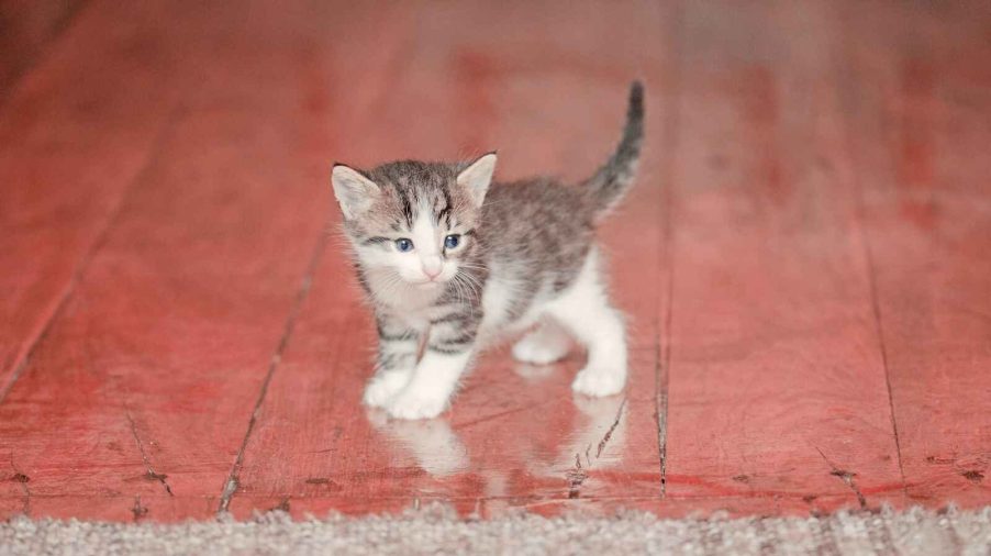 A blue-eyed, black, grey, and white kitten standing in left profile view