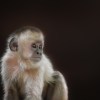 White and black striped monkey.