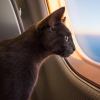 One South West pilot has a new kitten after flying furry plane passengers impacted by the recent hurricanes.