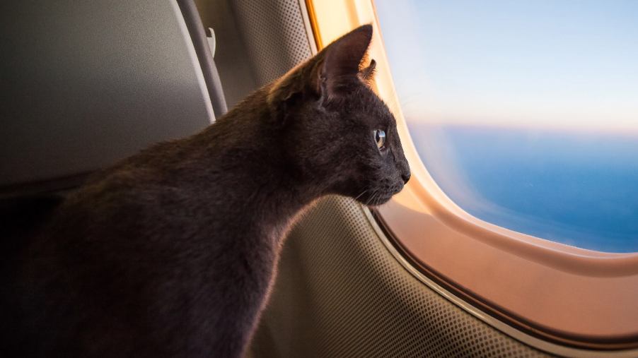 One South West pilot has a new kitten after flying furry plane passengers impacted by the recent hurricanes.