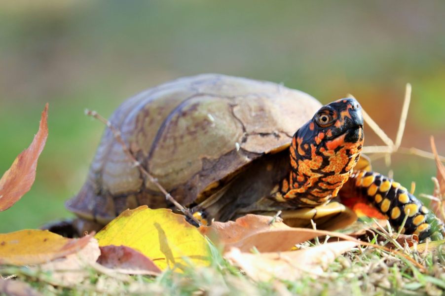 An Eastern box turtle, a popular target for smuggling, enjoys the sunlight.