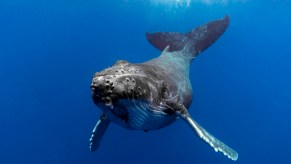 Gray humpback whale swimming in the brilliant, blue ocean.