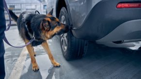 Drug dog at a police checkpoint.