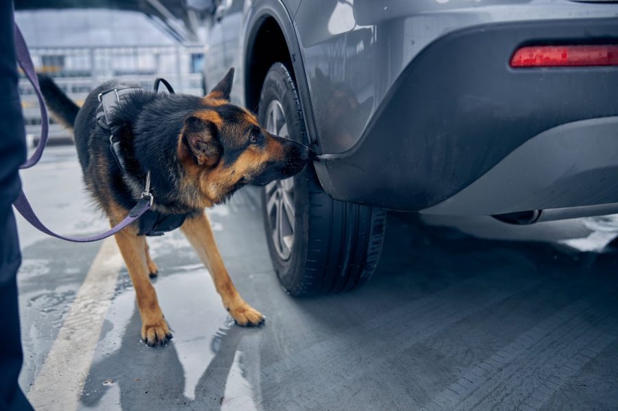 Drug dog at a police checkpoint.