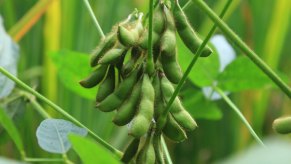 A cluster of bright green soybeans in a field, surrounded by leaves.