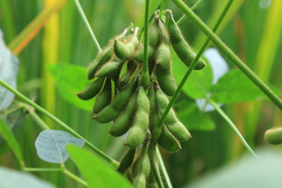 A cluster of bright green soybeans in a field, surrounded by leaves.