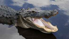 Florida alligator in close bust view with jaws open