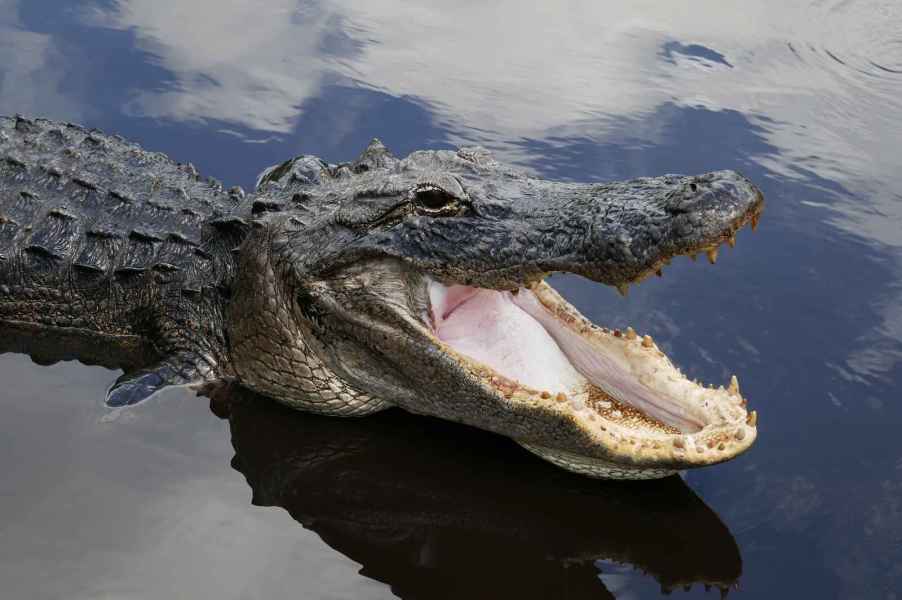 Florida alligator in close bust view with jaws open