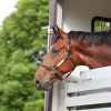 A brown bay horse leans its head out of a trailer in close view with green trees blurred in left background