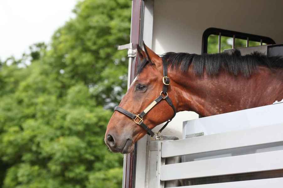 A brown bay horse leans its head out of a trailer in close view with green trees blurred in left background